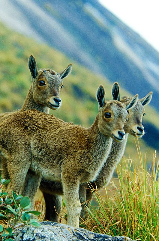 eravikulam-national-park