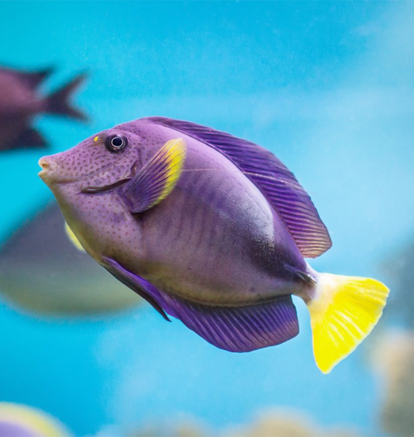 Exotic tropical fish purple Yellowfin surgeonfish Acanthurus xanthopterus closeup