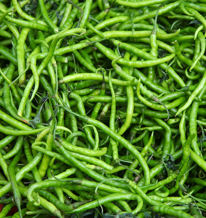 Spicy thin long green chilis grows in Guntur, India