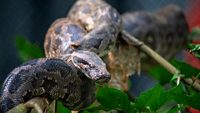 Indian python (Python molurus) coils itself in the branches of a tree in forest in India. It is one of the six largest python species native to tropical and subtropical regions of the India.
