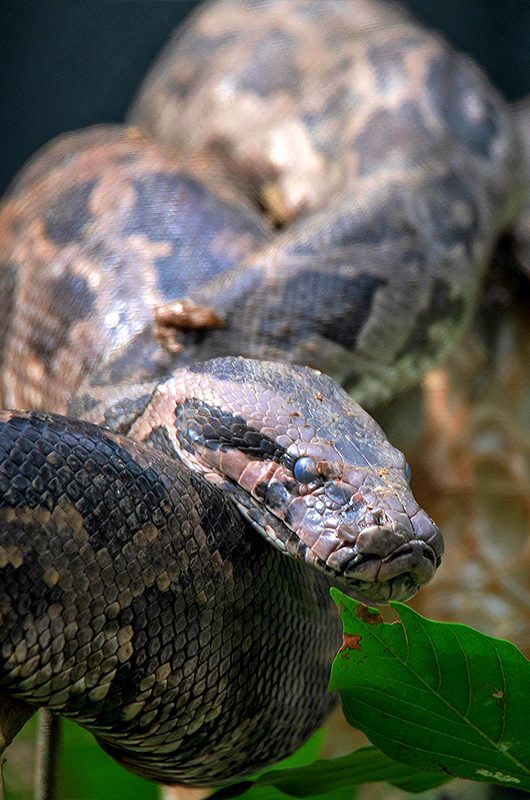 Indian python (Python molurus) coils itself in the branches of a tree in forest in India. It is one of the six largest python species native to tropical and subtropical regions of the India.