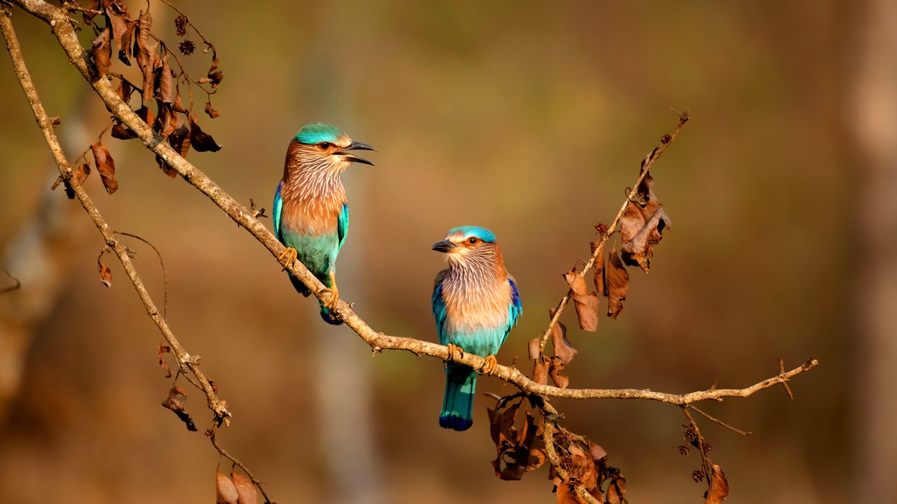 Indian Roller Couple enjoying evening sun in the forest of Nagarhole Tiger Reserve in South India.