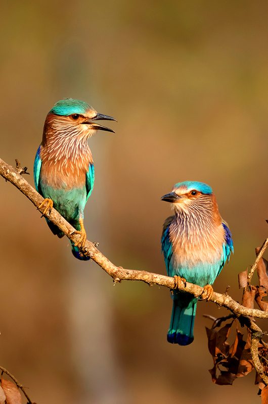 Indian Roller Couple enjoying evening sun in the forest of Nagarhole Tiger Reserve in South India.