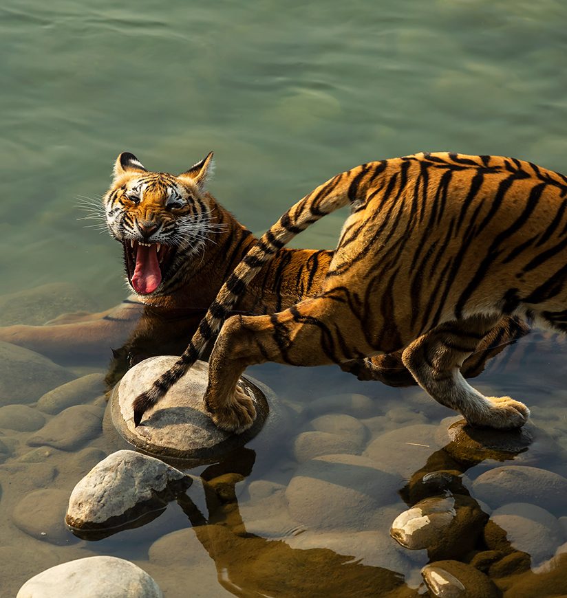 Jim Corbett National Park