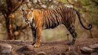 Young tiger female in a beautiful place full of color/wild animal in the nature habitat/India/big cats/endangered animals/close up with tigress