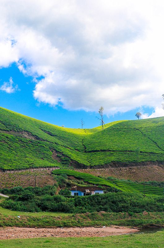 Magnificent View of Tea Plantation from Kannan Devan Hills, Munnar, Kerala, India