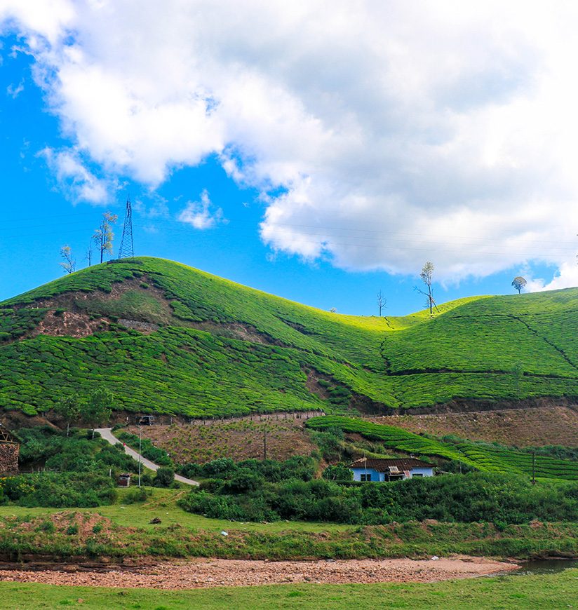 Magnificent View of Tea Plantation from Kannan Devan Hills, Munnar, Kerala, India