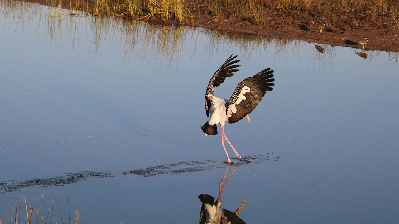 Khijadiya Bird Sanctuary is a bird sanctuary located in Jamnagar district of Gujarat, India. About 300 species of migratory birds have been recorded here. In 2022, on World Wetlands Day it was declare