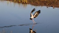 Khijadiya Bird Sanctuary is a bird sanctuary located in Jamnagar district of Gujarat, India. About 300 species of migratory birds have been recorded here. In 2022, on World Wetlands Day it was declare