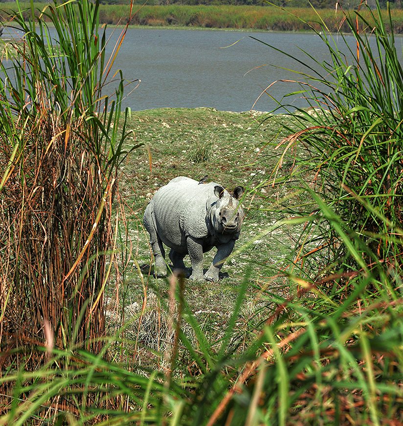 Kaziranga National Park