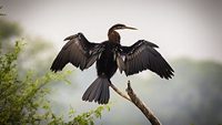 keoladeo-nationa-park-bharatpur-rajasthan-attr-hero
