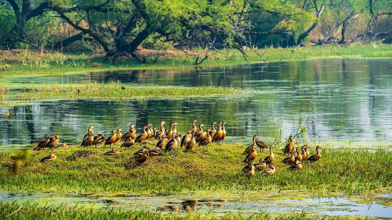 T86592 India, Rajasthan, Bharatpur, Keoladeo National Park (or Keoladeo Ghana National Park), a UNESCO World Heritage Site, is home to about 230 bird species