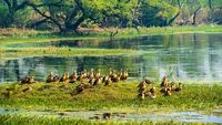 T86592 India, Rajasthan, Bharatpur, Keoladeo National Park (or Keoladeo Ghana National Park), a UNESCO World Heritage Site, is home to about 230 bird species