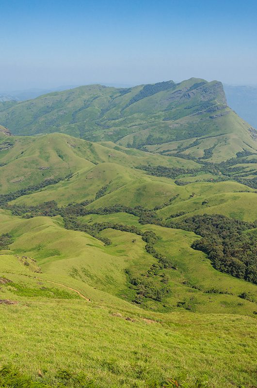 Trekking / Hiking at Kudremukh or Kudremukha national park in Chikmagalur, Karnataka, India. Nature walk amidst green landscape in monsoon season. Beautiful greenery in Forest/ jungle. Tiger reserve