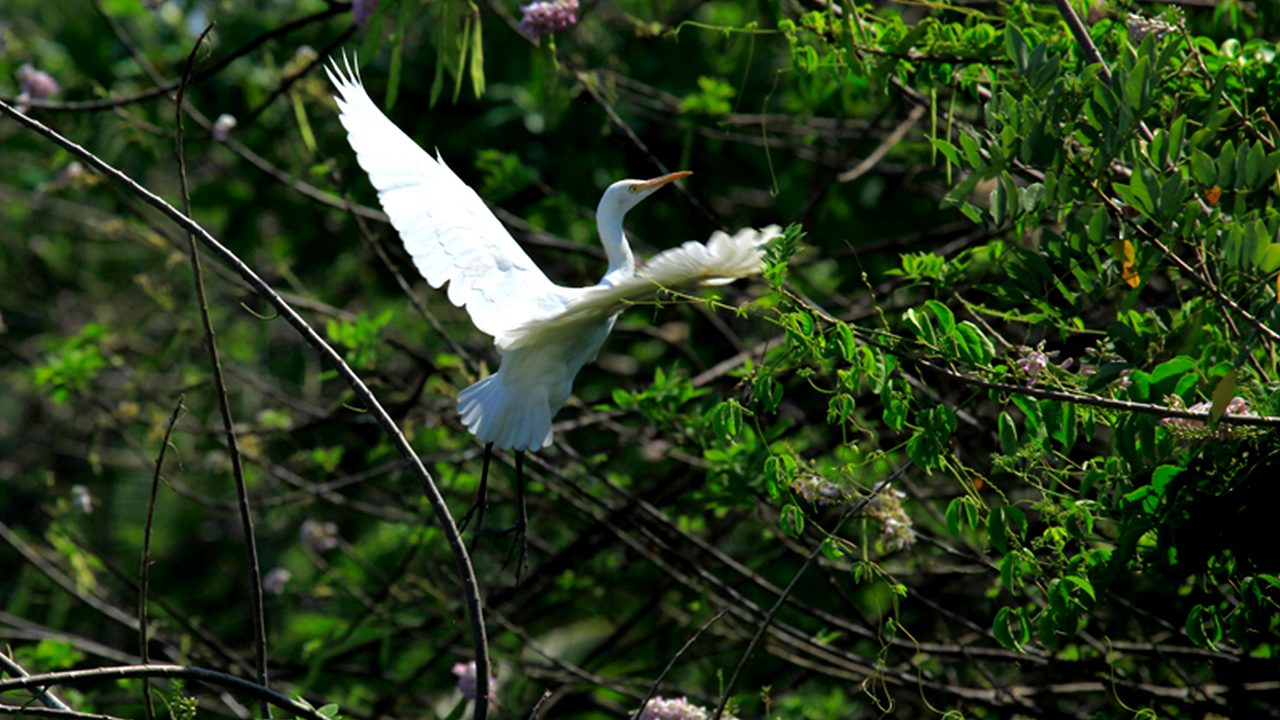 1-kumarakom-bird-sanctuary-kumarakom-kerala-attr-hero