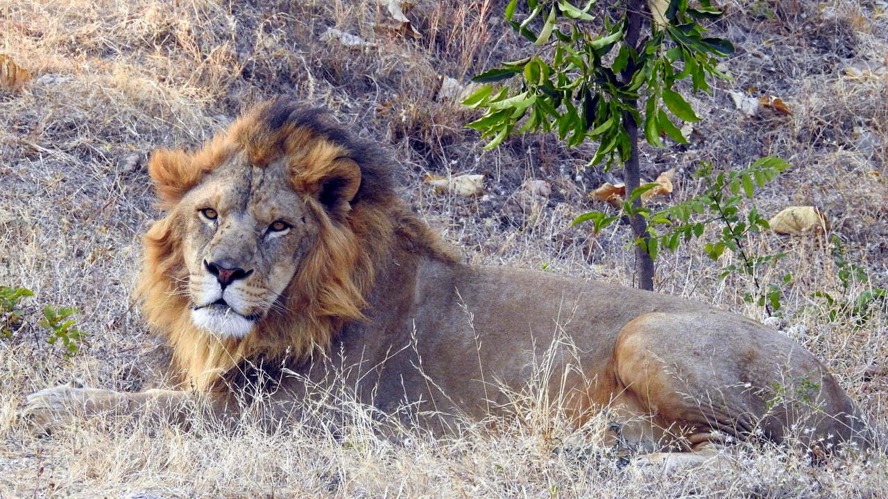 Asiatic lion in Sajjangarh Biological Park, Udaipur, Rajasthan, India