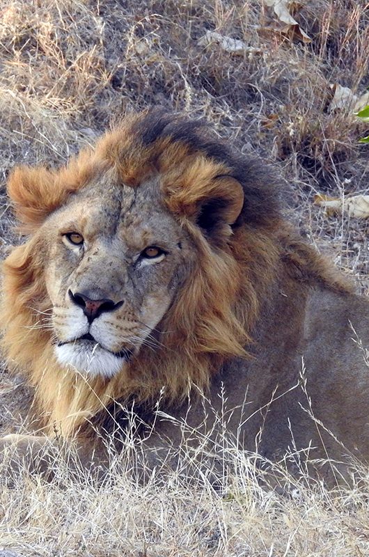 Asiatic lion in Sajjangarh Biological Park, Udaipur, Rajasthan, India