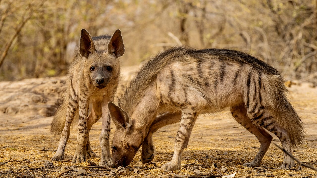 This image of Indian Hyena is taken at Gujarat in India.