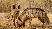 This image of Indian Hyena is taken at Gujarat in India.