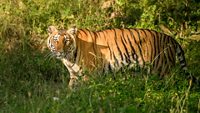 A Tiger at the Mudumalai Tiger reserve, Tamilnadu, India.