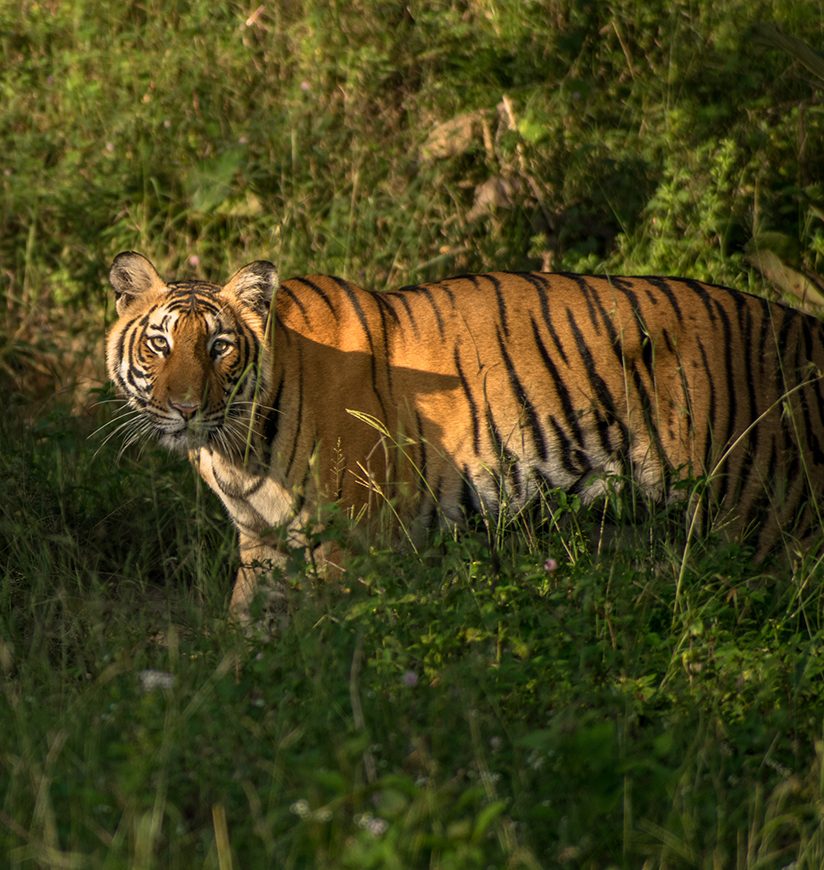 A Tiger at the Mudumalai Tiger reserve, Tamilnadu, India.