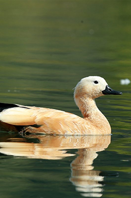 nawabganj-bird-sanctuary