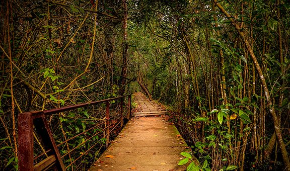 1-sacred-groves-kerala-rural-activity