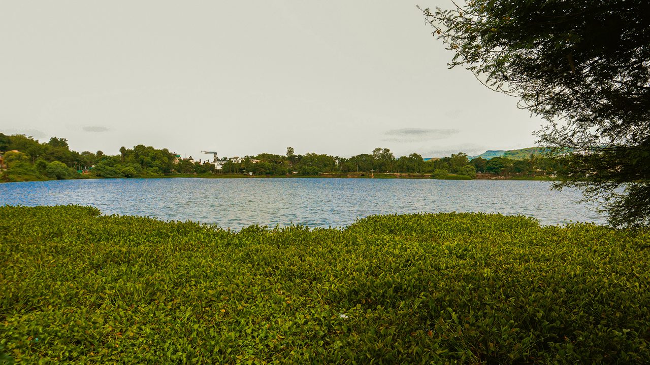 Serene Water Lake With Lush Greenery