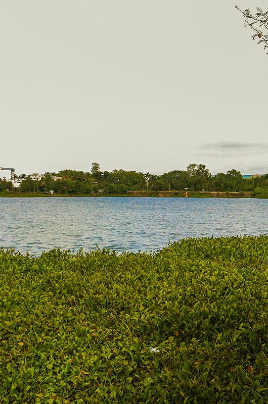 Serene Water Lake With Lush Greenery Light Blue Sky and Tree