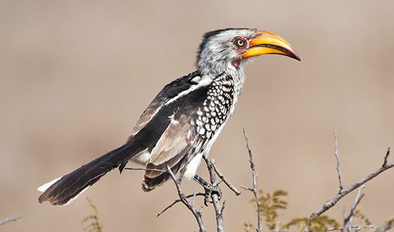 Yellow billed hornbill sitting on tree in sunshine