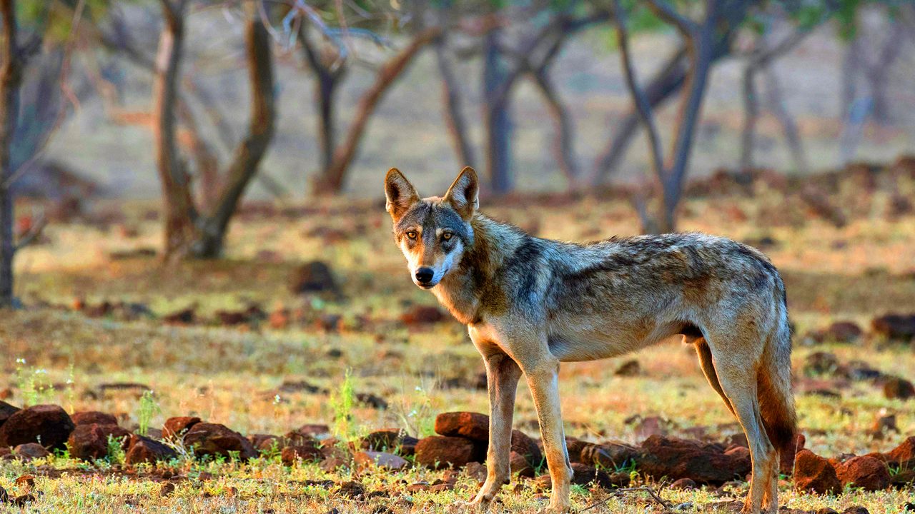 Indian grey wolf, Canis lupus pallipes, Satara, Maharashtra, India