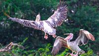 1-uppalapadu-bird-sanctuary-guntur-andhra-pradesh-attr-hero