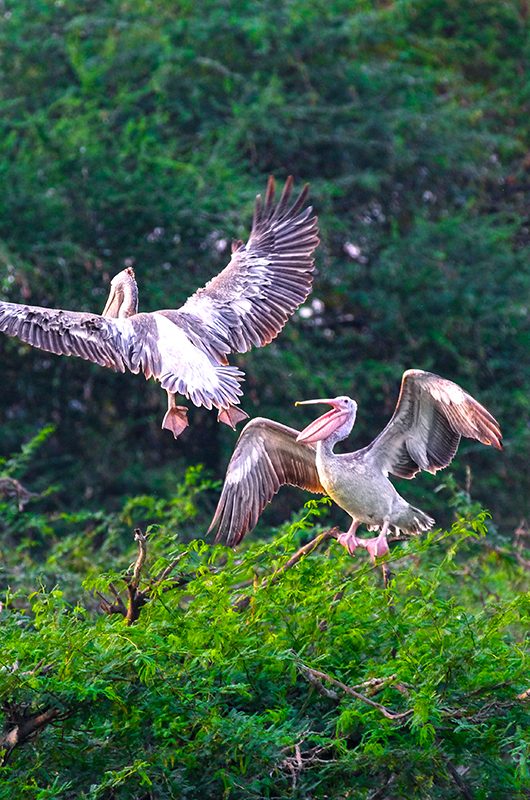 uppalapadu-bird-sanctuary