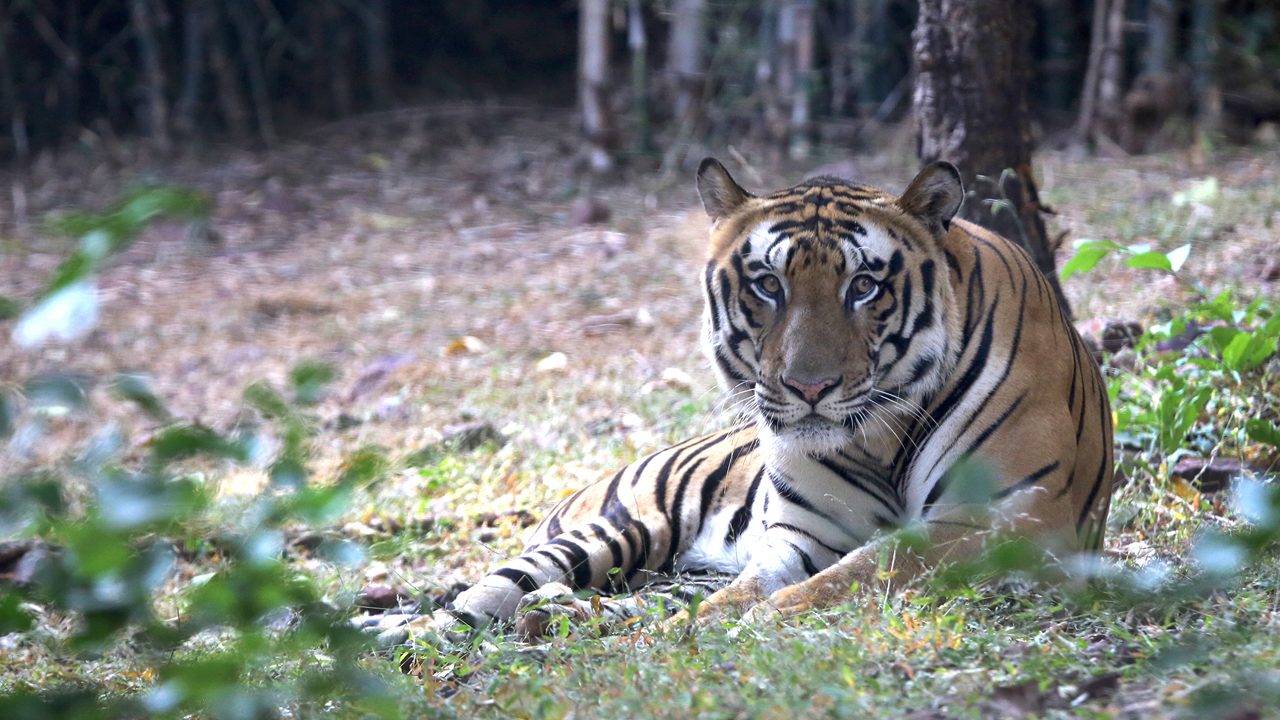 1-van-vihar-national-park-bhopal-madhya-pradesh-attr-hero