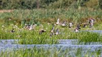 Flock of garganeys, eurasian teals and northern shoveler flee away from raptor. Ducks in autumn plumage. Birds in wildlife.