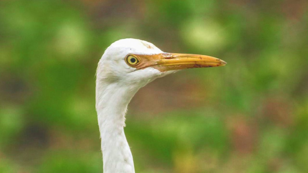 vedanthangal-bird-sanctuary-attr-hero