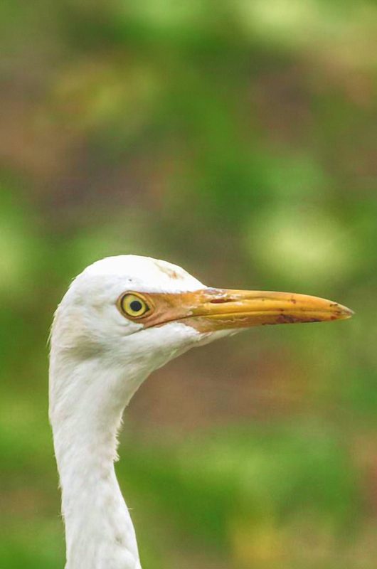 1-vedanthangal-bird-sanctuary-attr-nearby