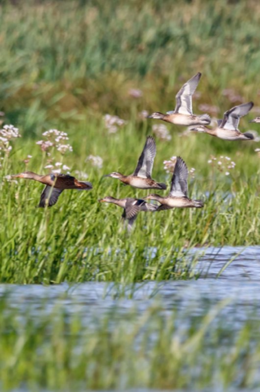 Flock of garganeys, eurasian teals and northern shoveler flee away from raptor. Ducks in autumn plumage. Birds in wildlife.