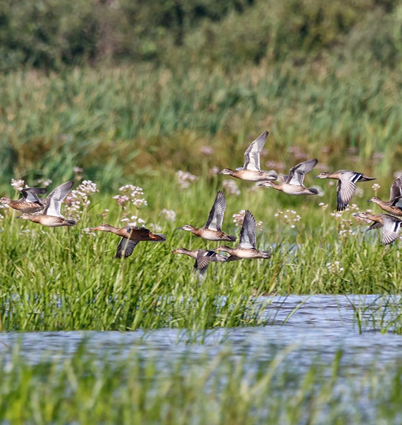 Flock of garganeys, eurasian teals and northern shoveler flee away from raptor. Ducks in autumn plumage. Birds in wildlife.