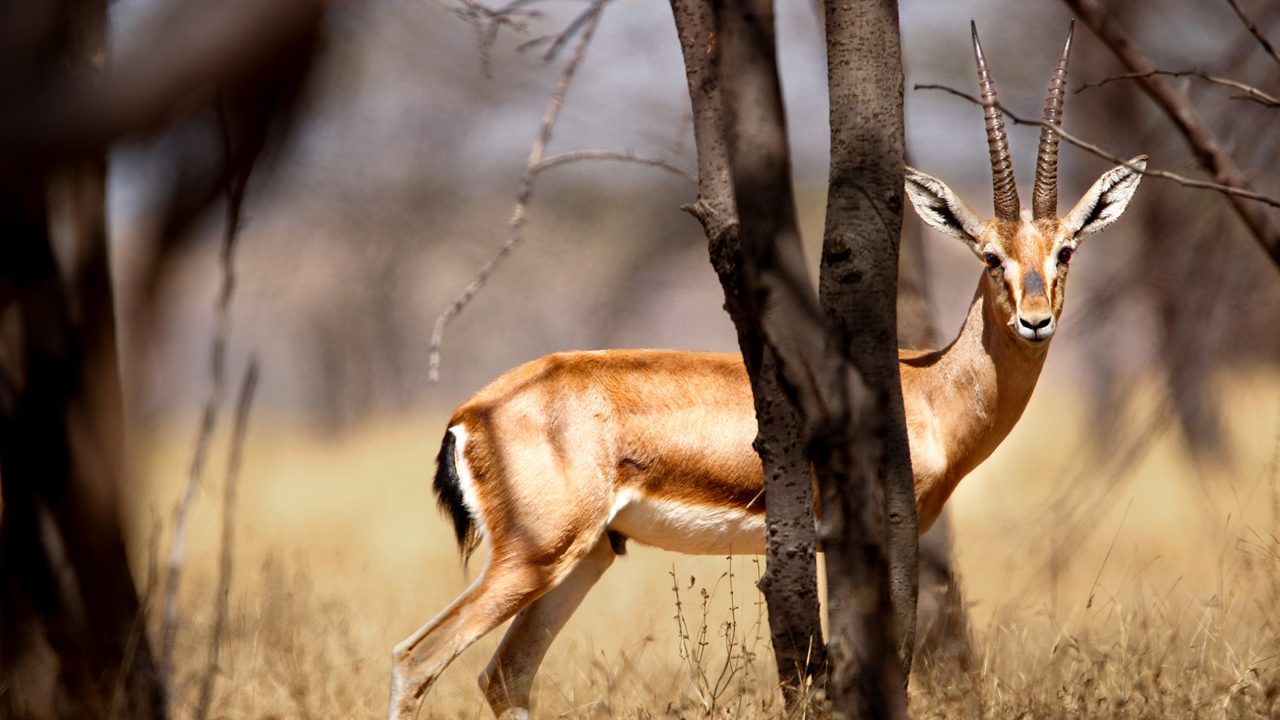 Beautiful Chinkara animal at mayureshwar wildlife sanctuary. Wall mounting of rare animal Chinkara found in Indian subcontinent. Wildlife photography of Chinkara for exhibition. Background.