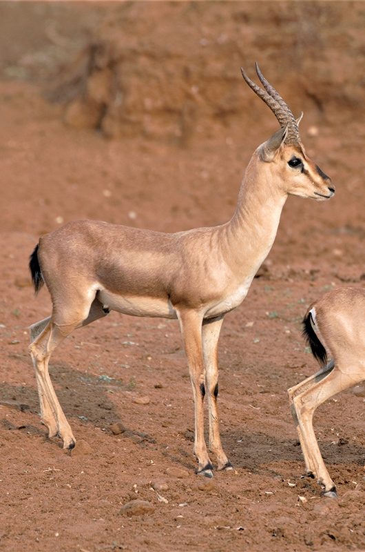 1-yadahalli-chinkara-wildlife-sanctuary-bagalkote-karnataka-attr-nearby