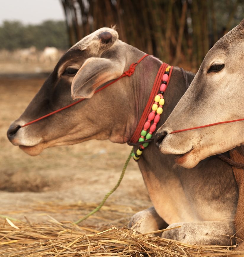 Decorated cattle for sale at Sonepur Fair in Bihar, India