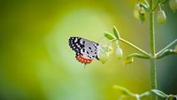 2-bannerghatta-national-park-mysuru-karnataka-attr-hero