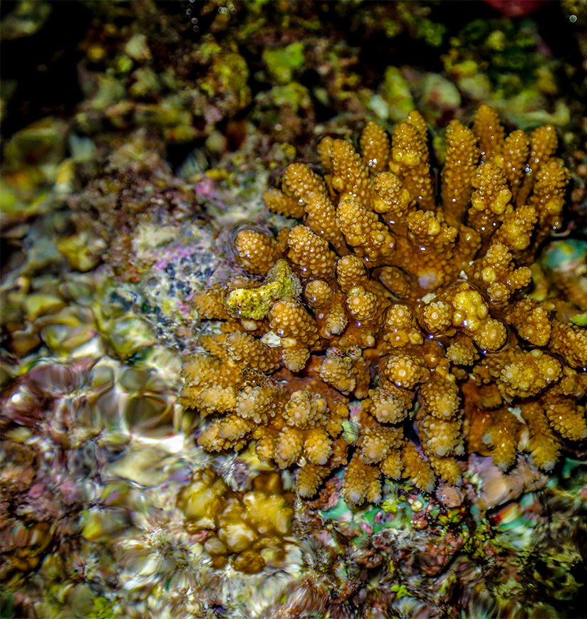 2-corals-agatti-island-lakshadweep-state-ff