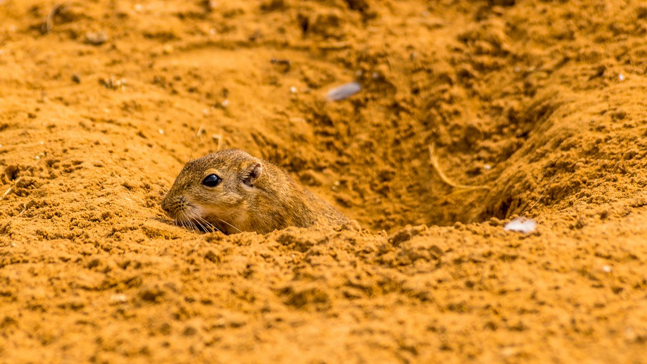 An Indian rodent peeps out of a burrow in the desert near to Bikaner, Rajastan, India
