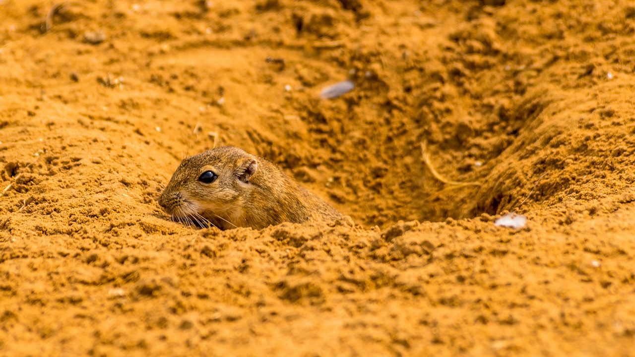 An Indian rodent peeps out of a burrow in the desert near to Bikaner, Rajastan, India