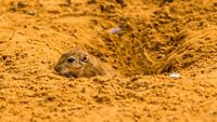 An Indian rodent peeps out of a burrow in the desert near to Bikaner, Rajastan, India