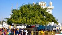 2-dukh-bhanjani-ber-tree-amritsar-punjab-attr-hero