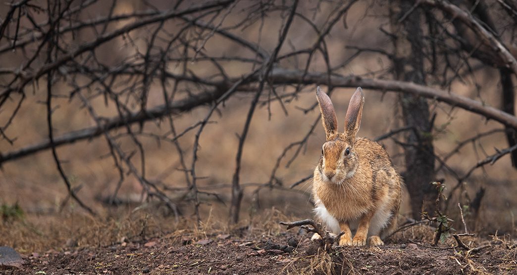 A hare in its habitat at Ranthambore tiger reserve, India