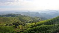 Amazing View of Tea Garden from Kannan Devan Hills, Munnar, Kerala, India